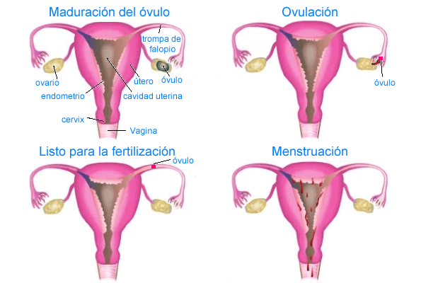 fases-ciclo-menstrual Dolor menstrual: un infierno desconocido