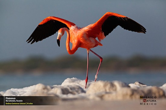 flamenco Premiados por fotografiar la naturaleza mexicana