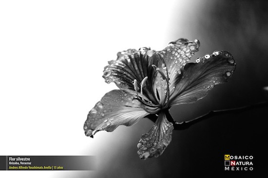 flor-silvestre Premiados por fotografiar la naturaleza mexicana