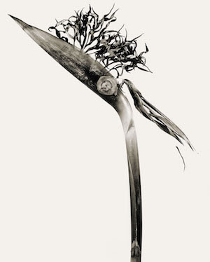 fontcuberta-herbarium-giliandria La fotografía mágica de Joan Fontcuberta