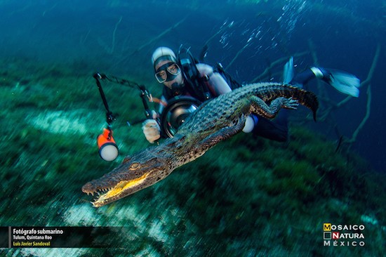 fotografo-submarino Premiados por fotografiar la naturaleza mexicana