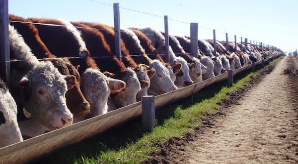 ganaderia-argentina-600x332 Acuerdo UE-Mercosur: gran amenaza para los hábitats naturales suramericanos