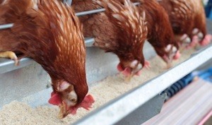 granjas-animales-antibioticos-Avaaz Iniciativa contra la carne atiborrada de antibióticos