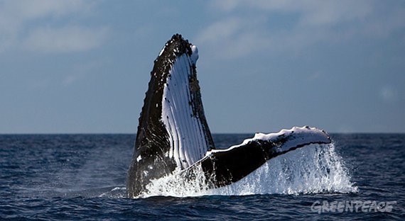 greenpeace-cabeza-ballena-antartida La Comisión Ballenera rechaza crear el santuario del Atlántico Sur