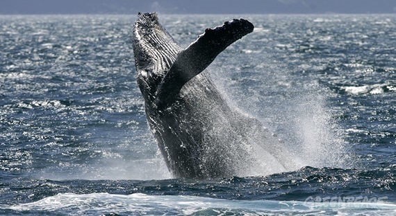 greenpeace-cola-ballena-antartida Greenpeace propone un santuario para ballenas en el Atlántico Sur