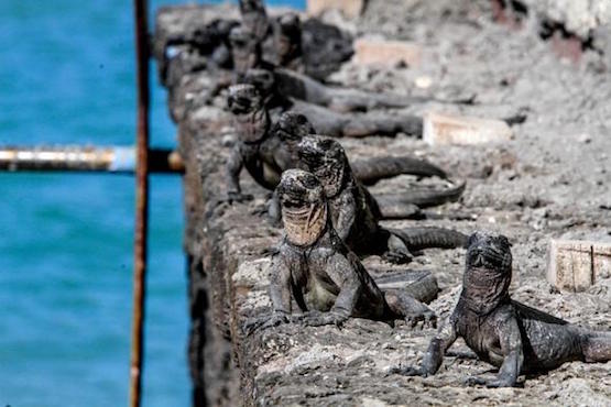 iguanas-negras-Galapagos-Ecuador Dos años de cárcel y 24 000 dólares por once iguanas