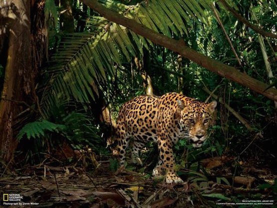 jaguar-Ecuador Seis meses de cárcel por matar un jaguar en Ecuador