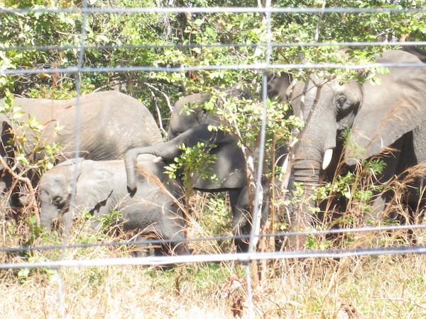 malawi-elefantes-cmkoka-ips Malawi: reubicar elefantes para salvarles la vida