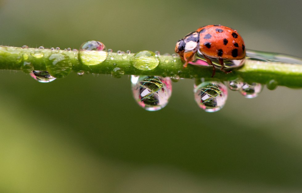 mariquita Día Mundial del Medio Ambiente