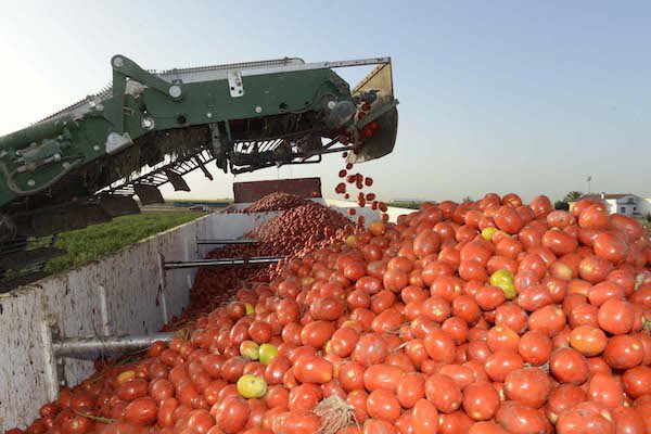 mondelo-miajadas-tomates-maquina-600x400 Miajadas: recoger tomates a 45 grados y de rodillas