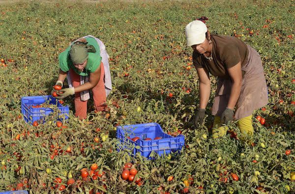 mondelo-miajadas-tomates-recolectoras-600x395 Miajadas: recoger tomates a 45 grados y de rodillas