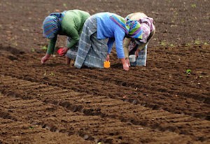 mujer-rural-siembra Mujer rural, clave para erradicar la pobreza alimentaria mundial