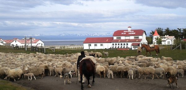 ovejas-isla-riesco-patagonia-chile-600x292 Mina de carbón amenaza la isla de Riesco en la Patagonia chilena