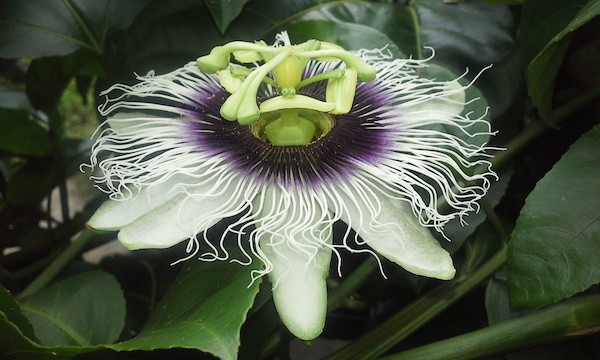 passiflora-caerulea Passiflora