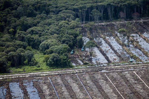 peatland-forest-clearance-for-palm-oil-600x400 Día de la Tierra 2017: pocos motivos de celebración