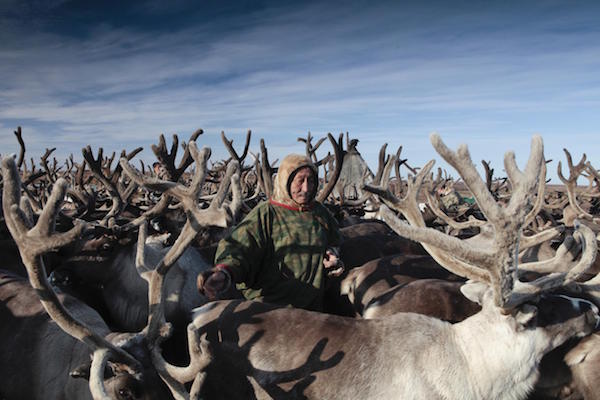 renos-nenet-siberia-rusia Cambio climático hace rebrotar el ántrax en el Ártico
