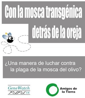 stop-mosca-transgenica Experimento en Cataluña con moscas del olivo transgénicas