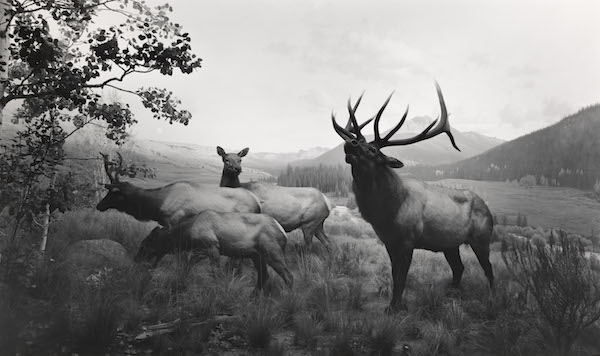 sugimoto-wapiti Hiroshi Sugimoto: fotografías de sus mejores series