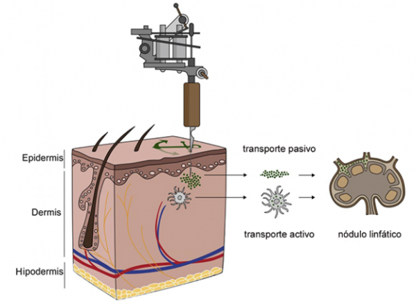 tatuaje-nodulos-linfaticos-castellano-600x434 Científicas estudian la afectación del sistema inmune por los tatuajes