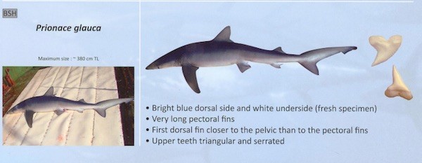 tiburon-azul-prionace-glauca Tiburones del Atlántico: solo interesan las aletas