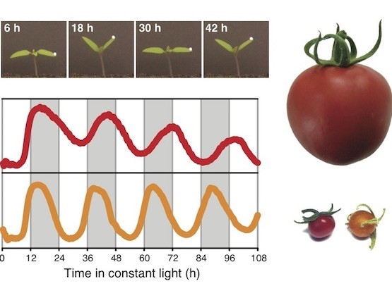 tomate-circadiano Los tomates tienen jet-lag ralentizado