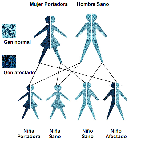 transmision-genetica-info Riesgo de mutaciones recesivas en el embarazo