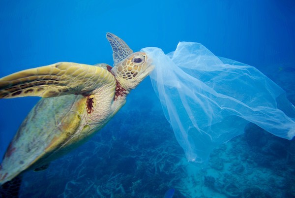 turtle-and-plastic-in-the-ocean Mares y océanos mejor sin plásticos