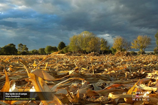 una-tarde-en-el-campo Premiados por fotografiar la naturaleza mexicana