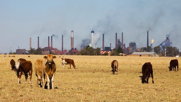 vacas-co2 Banco Mundial y FMI: la contaminación por carbono tiene un precio