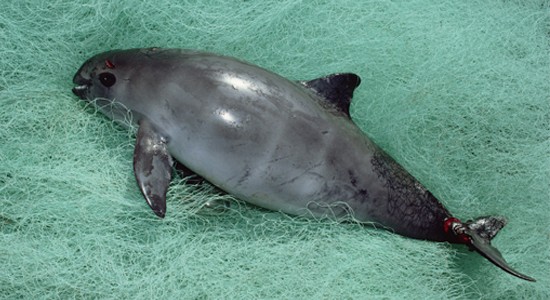 vaquita-marina-pesca-ilegal La vaquita marina sigue en peligro