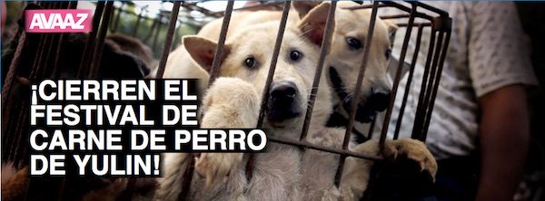 yulin-china-carne-perro-avaaz-600x222 Yulin: campaña para acabar con el festival de carne de perro