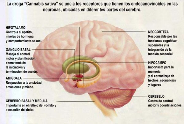 1204.3-1-600x405 Daños cerebrales  por la marihuana en adolescentes