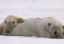 Greenpeace: campaña para salvar el Artico