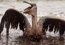 Aves afectadas por la BP en el Golfo de México