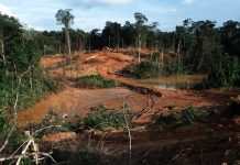 Guyana: deforestación