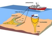 Ilustración sobre la pesca de arrastre de Oceana