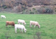 rjclaudin: Vacas pastando en la montaña palentina