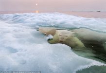 "Oso de hielo", Gran Premio. Foto: Paul Souders / National Geographic Photography Contest