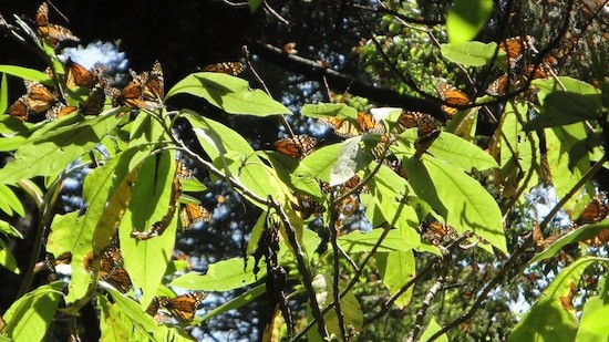 Mariposa-Monarca-Valle-Bravo Mariposa monarca, la maravilla de Michoacán