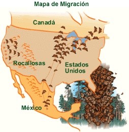mariposa-Monarca-mapa-migracion Mariposa monarca, la maravilla de Michoacán