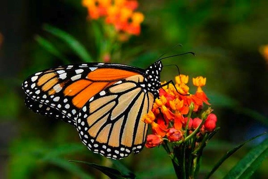 mariposa-Monarcas Mariposa monarca, la maravilla de Michoacán