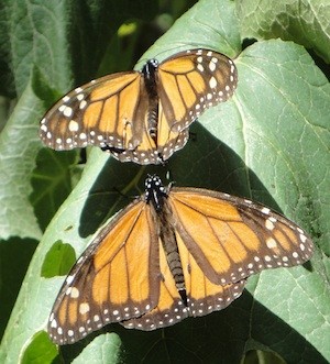 mariposa-monarca-extendida Mariposa monarca, la maravilla de Michoacán