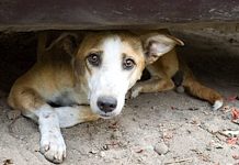 perro abandonado. Avaaz