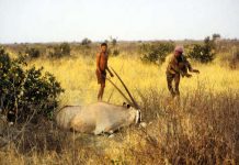 Los bosquimanos han cazado animales de forma sostenible durante muchas generaciones y no suponen una amenaza para la supervivencia de la vida salvaje en la Reserva de Caza del Kalahari Central. © Philippe Clotuche/Survival