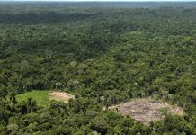 Deforestación en la Amazonia peruana