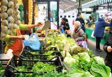 La Cooperativa Nueva Agricultura fue fundada en 1977 por un grupo de agricultores y jóvenes desempleados con dos objetivos principales: crear empleo en la agricultura y evitar la construcción de una gran área de enorme valor ambiental. En 1990, comenzó la conversión a la agricultura orgánica, seguida en 1996 por la conversión del ganado. Y en 2010, se paso a la agricultura biodinámica. Crédito: Maged Srour/IPS