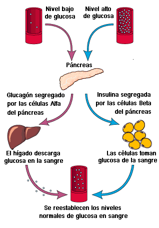 insulina Diabetes: un prototipo de píldora de insulina evitará las inyecciones