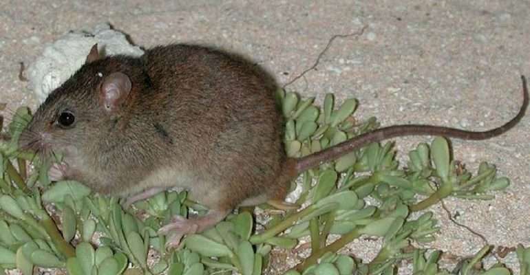 melomys-rubicola Melomys rubicola, primer mamífero víctima del cambio climático