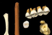 homo luzonensis