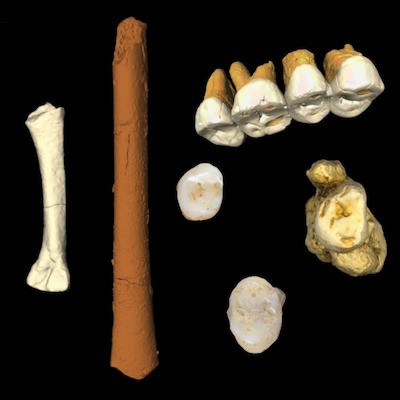 homo-luzonensis En español: Homo luzonensis, en cursiva y con mayúscula inicial